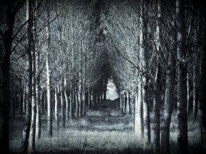 bosque em sombras